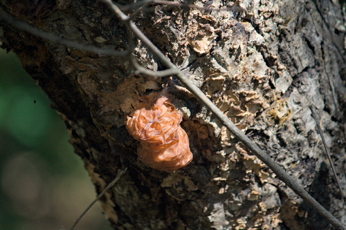 iNaturalist observation photo of Phaeotremella