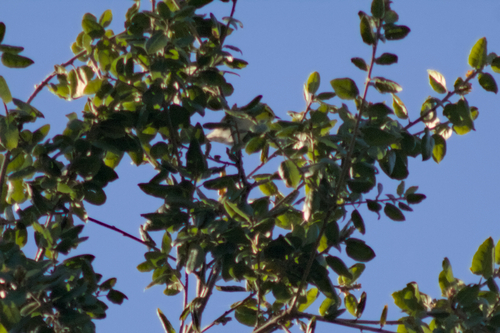 iNaturalist observation photo of Townsend's Warbler