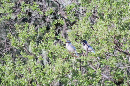 iNaturalist observation photo of California Scrub-Jay