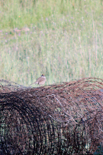 iNaturalist observation photo of Golden-crowned Sparrow