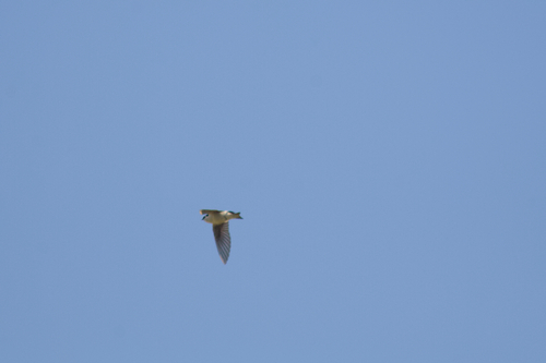 iNaturalist observation photo of Violet-green Swallow