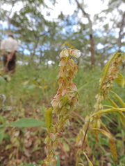 Polygala albida