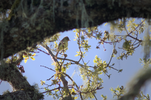 iNaturalist observation photo of Western Flycatcher