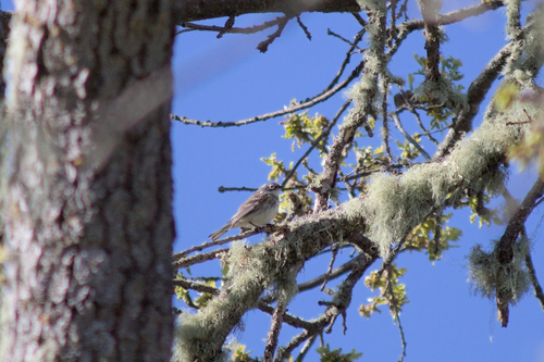 iNaturalist observation photo of Yellow-rumped Warbler