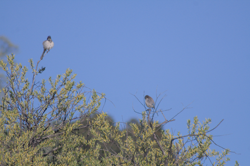 iNaturalist observation photo of California Scrub-Jay