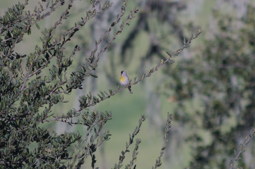 iNaturalist observation photo of Lawrence's Goldfinch
