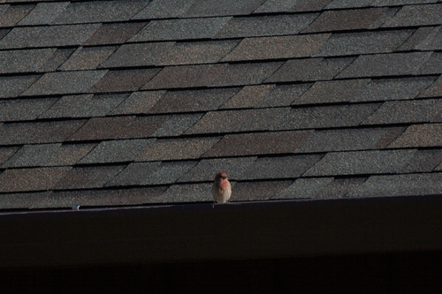 iNaturalist observation photo of House Finch