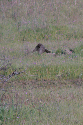 iNaturalist observation photo of Black Phoebe