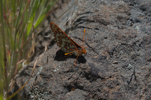 iNaturalist observation photo of Variable Checkerspot