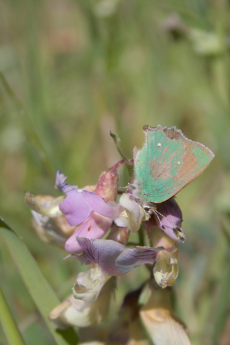 iNaturalist observation photo of Lotus Hairstreak