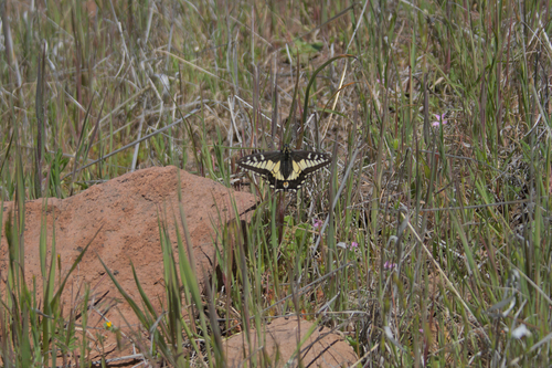 iNaturalist observation photo of Anise Swallowtail