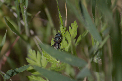 iNaturalist observation photo of Mason Bees