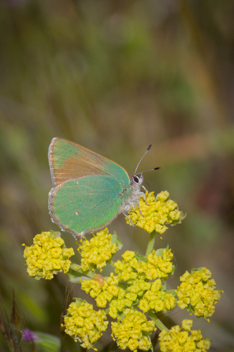 iNaturalist observation photo of Lotus Hairstreak
