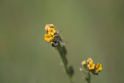 iNaturalist observation photo of Mason Bees