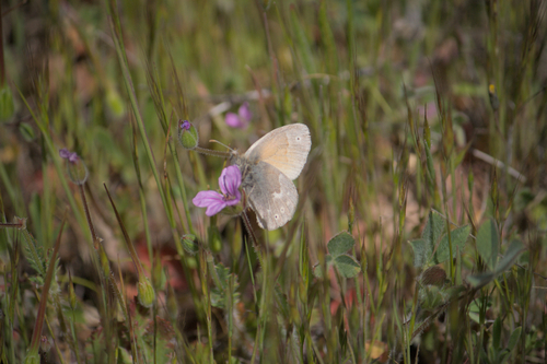 iNaturalist observation photo of Common Ringlet