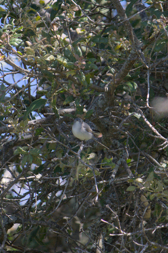 iNaturalist observation photo of Blue-gray Gnatcatcher