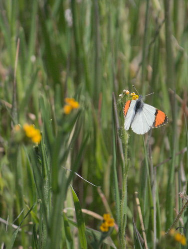 iNaturalist observation photo of Sara Orangetip
