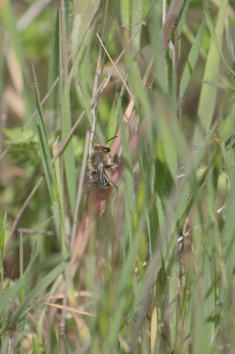 iNaturalist observation photo of Bees