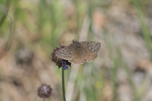 iNaturalist observation photo of Propertius Duskywing
