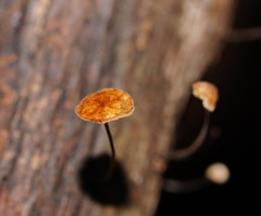 Marasmius alveolaris