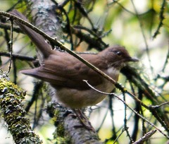 Turdus assimilis