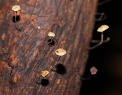 Marasmius alveolaris