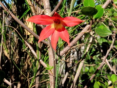 Gladiolus priorii