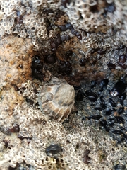 Cellana ornata