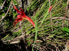 Gladiolus priorii