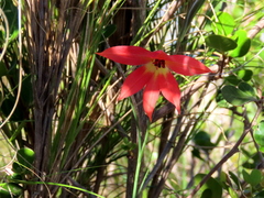 Gladiolus priorii