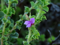 Indigofera candolleana