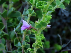 Indigofera candolleana