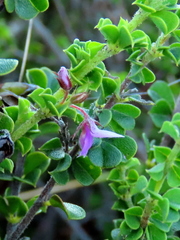 Indigofera candolleana