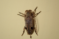 Sybra bioculata