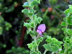 Indigofera candolleana
