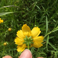 Coreopsis