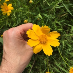 Coreopsis