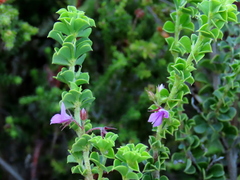 Indigofera candolleana