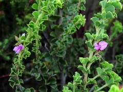 Indigofera candolleana