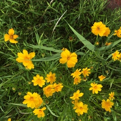Coreopsis