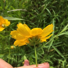 Coreopsis