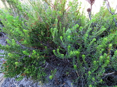 Indigofera candolleana