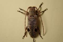 Sybra bioculata