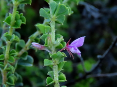 Indigofera candolleana