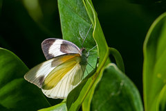 Glutophrissa drusilla