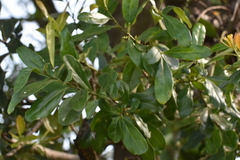 Warburgia ugandensis (Warburgia ugandensis)