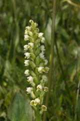 Pseudorchis albida albida