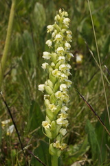 Pseudorchis albida albida