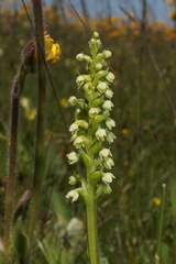 Pseudorchis albida albida