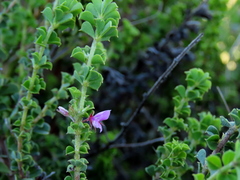 Indigofera candolleana